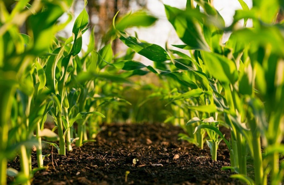 Agriculture, Maintainer Week, and Developer Survey